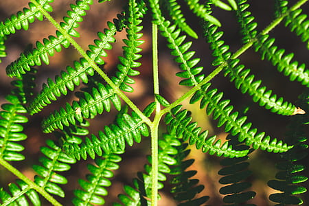 green ferns thumbnail