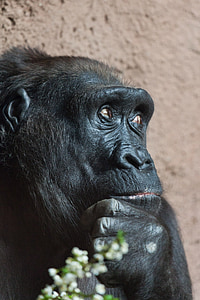 black primate thumbnail