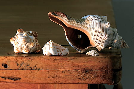 three white-and-brown seashells on brown wooden table thumbnail