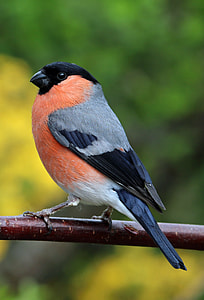black, gray, and orange bird thumbnail