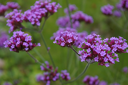 selective focus photo of purple flowers thumbnail