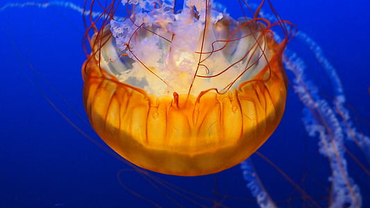yellow jellyfish underwater thumbnail