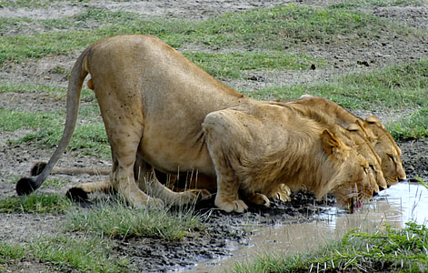three lioness drinking water thumbnail