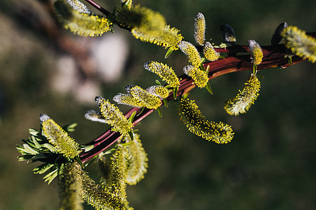 Early spring garden thumbnail