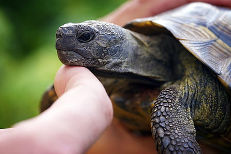 closeup photography of person touching brown and green turtle thumbnail