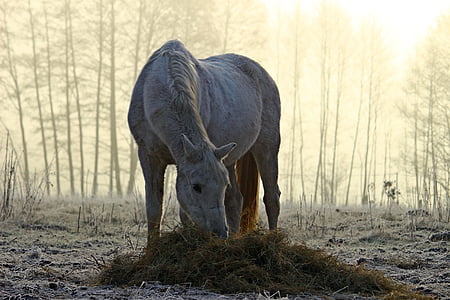 gray horse eating grass during daytime thumbnail