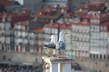 selective focus photography of two gulls perching on wood post thumbnail