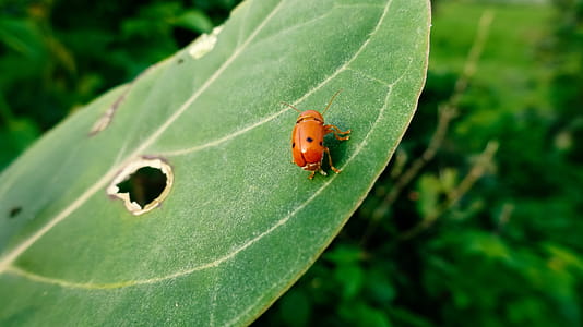 Lady Bug thumbnail