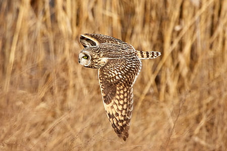 brown owl flying in shallow focus photography thumbnail