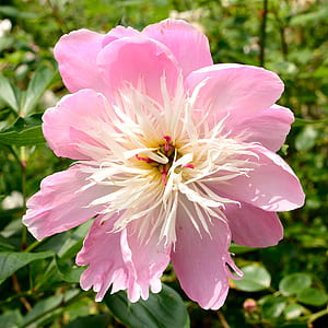 close-up photo of pink double-petaled dahlia flower thumbnail