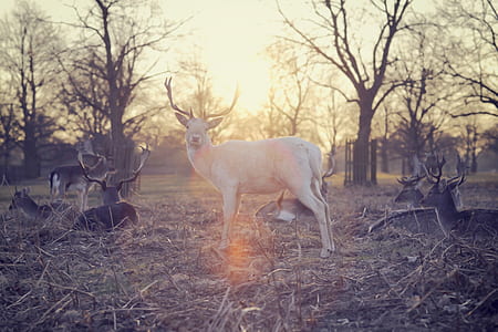 white deer on gray sand thumbnail