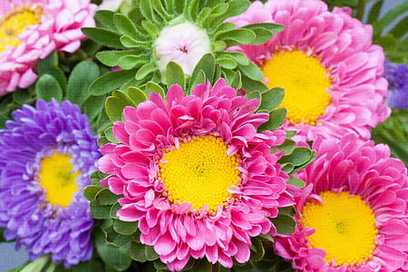 closeup photo of assorted-petaled flowers thumbnail