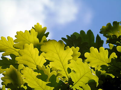 green leaves under cloudy sky thumbnail