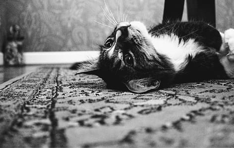 Photo of Tuxedo Cat Laying on Rug thumbnail