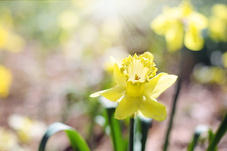 yellow daffodil flower selective-focus photo at daytime thumbnail