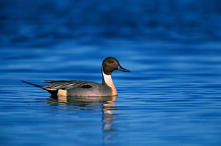 gray mallard duck on body of water thumbnail