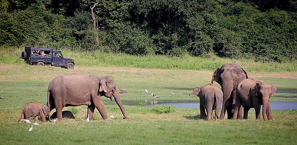 group of elephants on grass field thumbnail