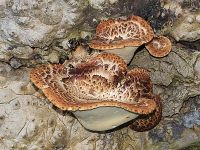 Dryad'S Saddle, Mushroom thumbnail