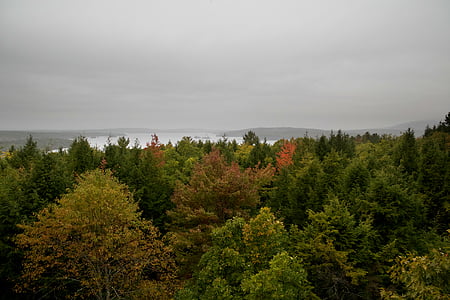 green leaf trees thumbnail