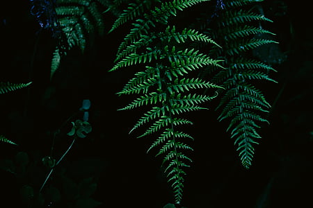 green fern plants thumbnail