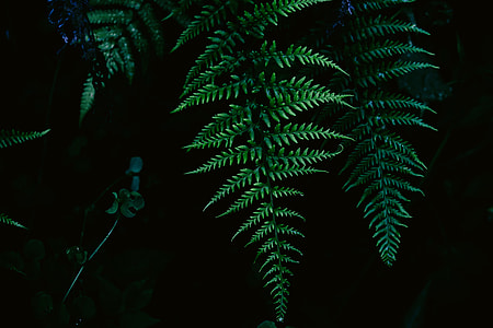 green Boston fern plant thumbnail