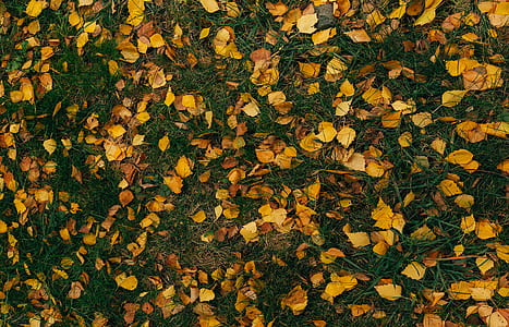 dried leaves on the ground thumbnail