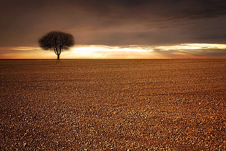 lone tree in middle of nowhere thumbnail