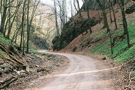 trees along dirt road thumbnail