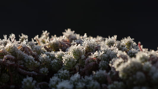 Green Plants thumbnail