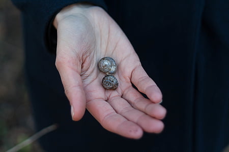 two shells on person's hand thumbnail