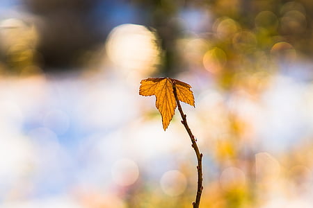 selective focus photography of brown maple leaf thumbnail