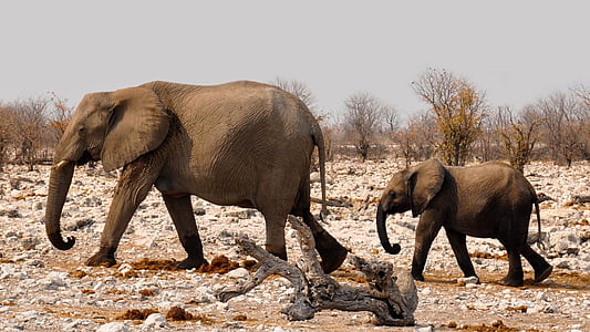 two brown elephants thumbnail