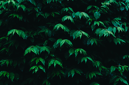 green leaf tree thumbnail