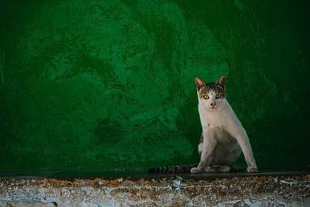 white and gray cat sitting near green wall thumbnail