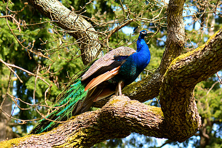 multicolored peafowl standing on tree thumbnail