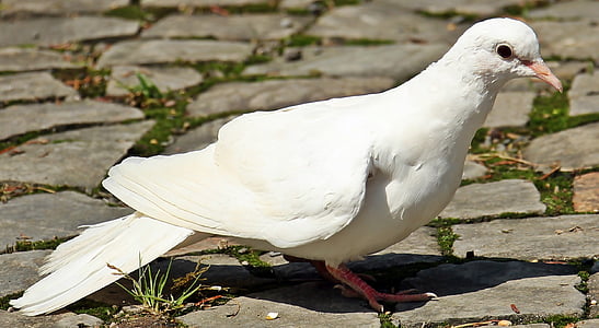 white pigeon thumbnail