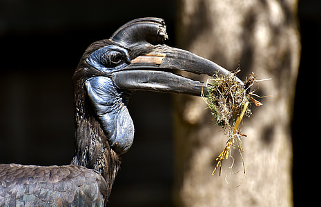 long-beak black bird near tree eating grass during daytime thumbnail