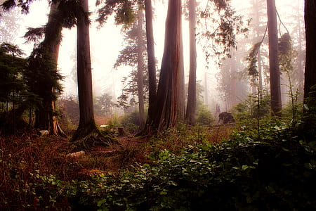 landscape photo of forest covered with fog thumbnail