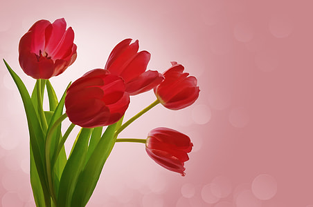 red flowers on pink background thumbnail