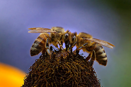macro photo of honey bees thumbnail