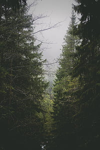 green forest during cloudy day thumbnail