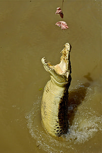 gray and black crocodile about to eat at daytime thumbnail