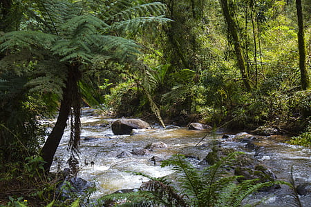 river and trees thumbnail