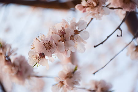 Cherry Blossoms thumbnail