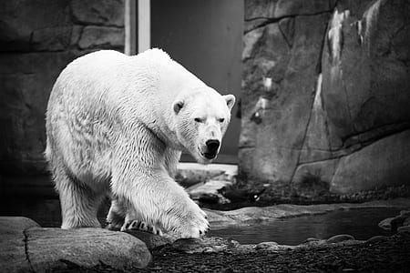 grayscale photography of polar bear thumbnail