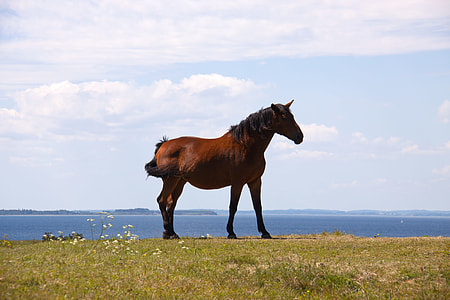 brown horse on grass field thumbnail