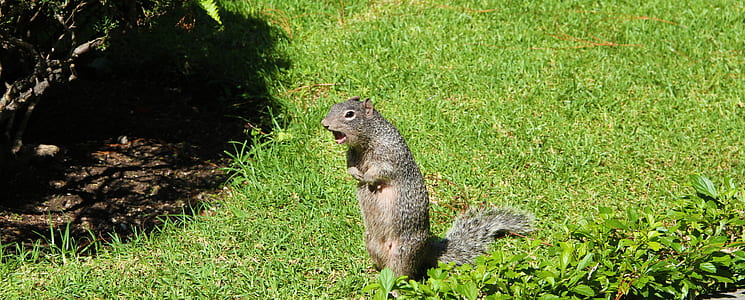photo of brown squirrel standing on grass thumbnail