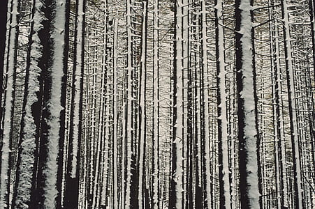 white bare trees thumbnail