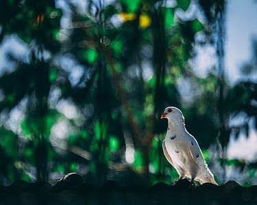 White Mourning Dove thumbnail