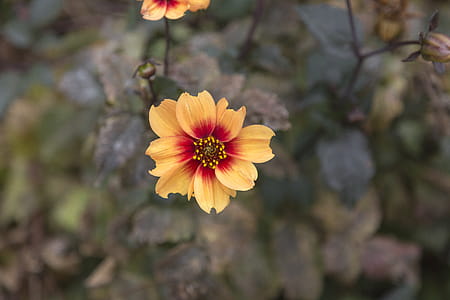 Selective Focus Photo of Yellow Petaled Flower thumbnail